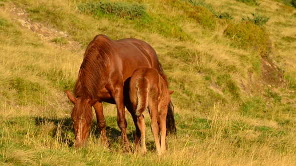 Foal Feeds From Brown Mare On Pasture