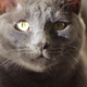 Blue Cat Looking Around - VideoHive Item for Sale