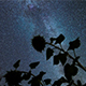 Night Sky Milky Way Galaxy In Sunflowers - VideoHive Item for Sale