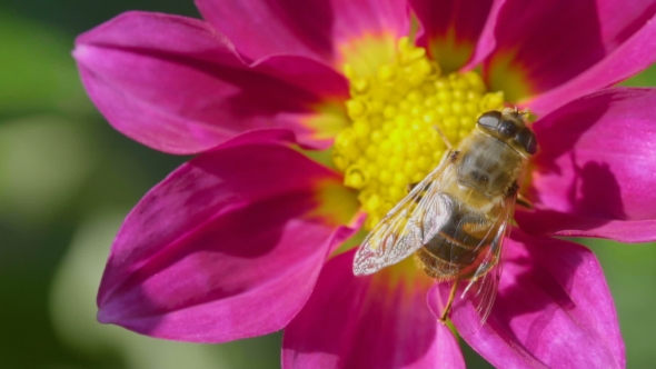 Big Fly On Dahlia Flower,