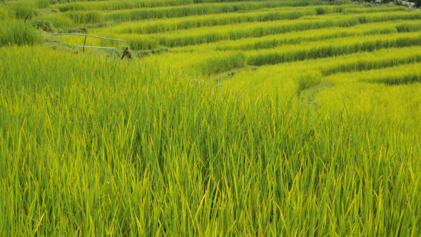 Rice Field alt