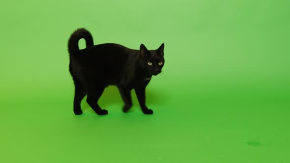 Black cat with green eyes 