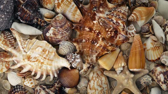 Overhead Shot Of Sea Shells Rotating alt