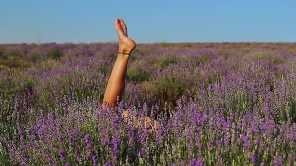 Woman Legs Sticking Out of the Purple Lavender Bushes