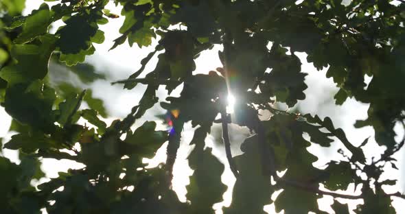 Sunbeams In The Forest Break Through The Green Leaves Of The Oak