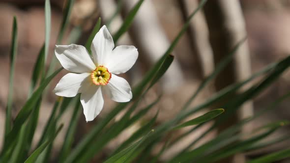 Easter daffodil plant shallow DOF 4K 2160p 30fps UltraHD footage - Spring  blooming  Narcissus poeti alt