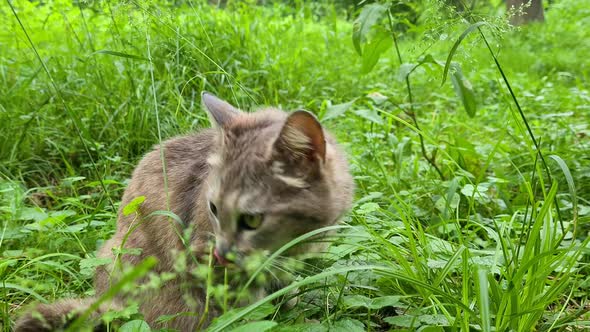 The Cat Sitting in the Grass and Looking Around