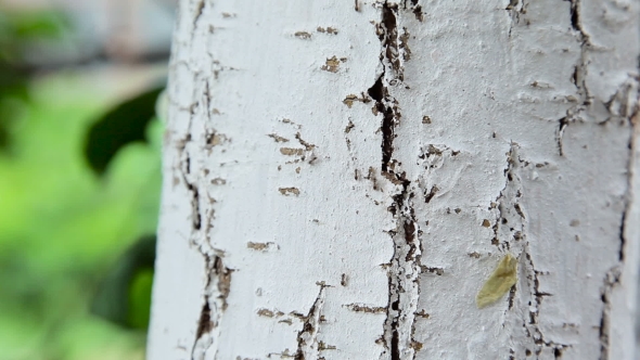 Ants On Trees