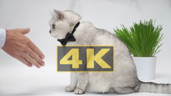 City Businessmen Shaking Hands On Business Deal