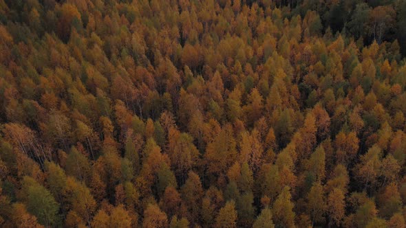Autumn fantasy yellow forest in Ural