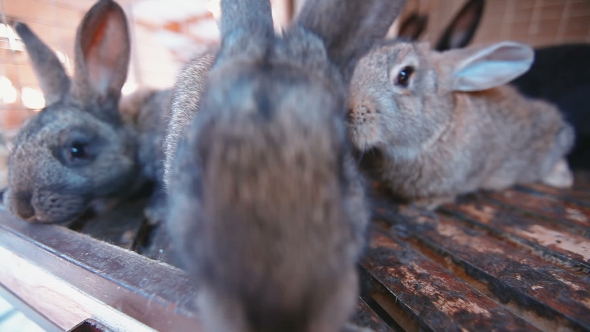Rabbits Sniffing The Camera alt