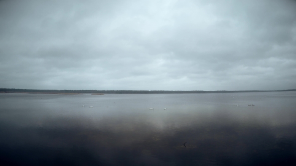 Slokas Lake With Floating Swans