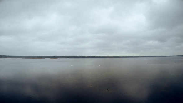 Slokas Lake With Floating Swans