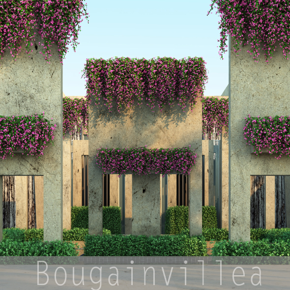 Bougainvillea - 3Docean 18146002