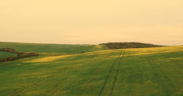 Aerial. Flying Over the Field With a Canola alt