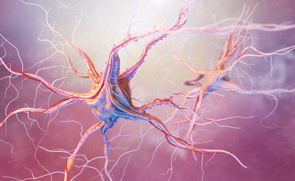 Neurons and nervous system - Stock Photo - Images