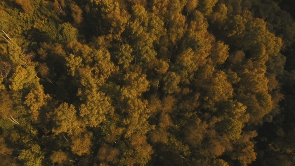 Autumn Forest,aerial View. alt
