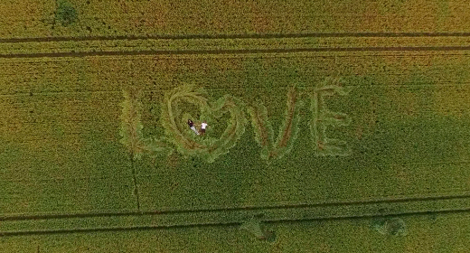 Wedding and Love Story