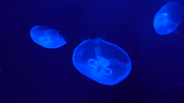 Slow Motion Fluorescence Jellyfish in The Ocean Deep at Blue Background alt