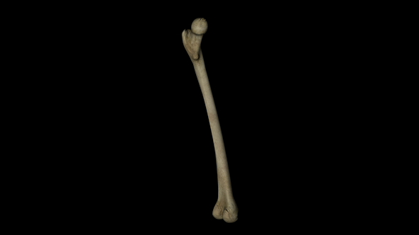 Femur Bone Gyrating alt