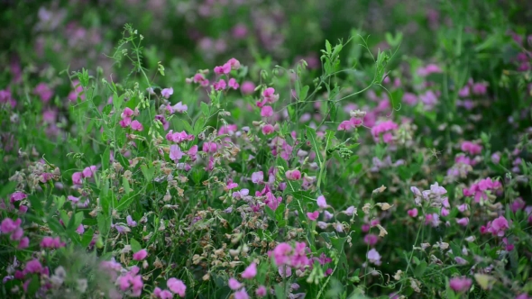 Withered Flowers In Meadow In Late Summer, Russia