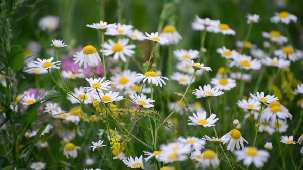 Many Daisies On Meadow, Russia