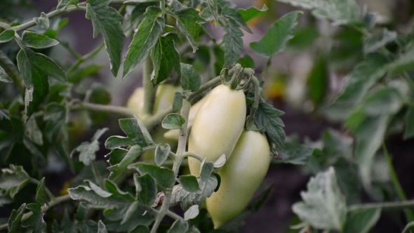 Green Tomatoes On Bed In The Open Field