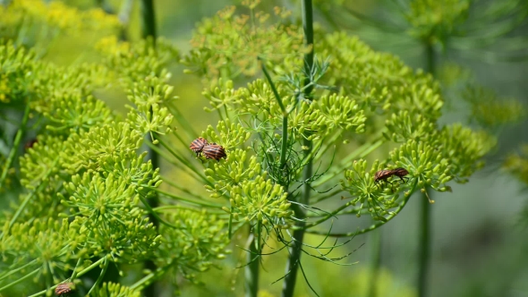 Graphosoma Lineatum On Umbrellas Of Fennel