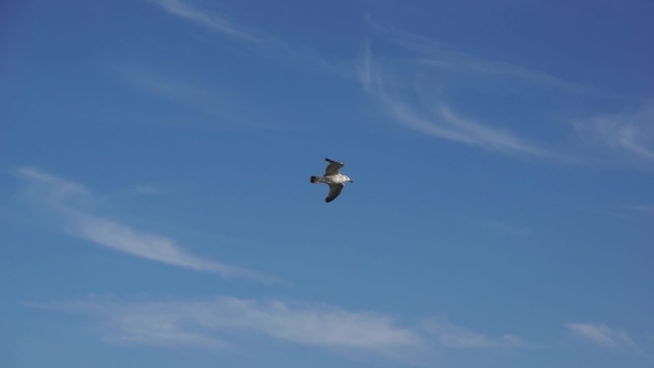 Seagull Soaring In The Blue Sky