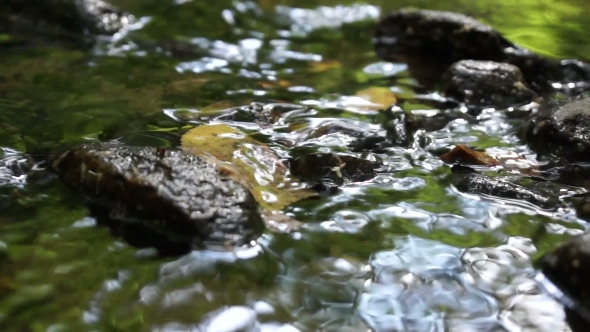 Water Flowing In a Forest Creek