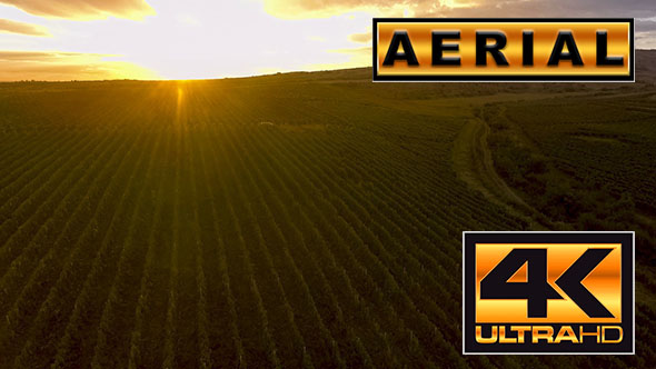 Fly Over A Hillside, Over Rows Of Vineyards alt