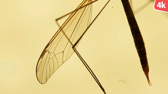 Insect Analysis 662 alt