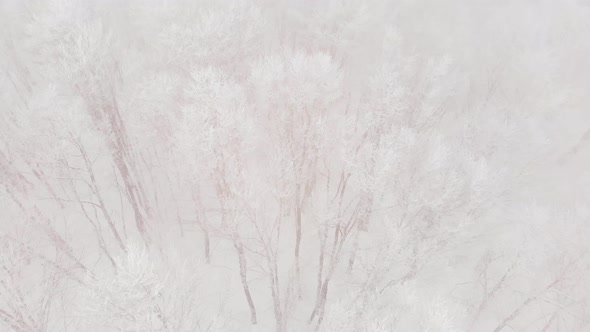 Slomo Fly Over Frozen Winter Trees Background alt