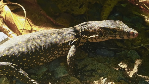 Varanus Salvator Macromaculatus alt
