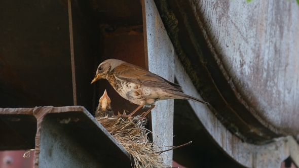 Female Fieldfare On The Nest alt