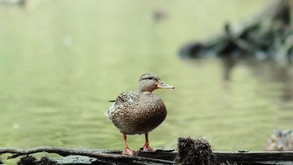 Duck Sitting On a Log. Funny Duck Sitting On a Log And Looking Around.