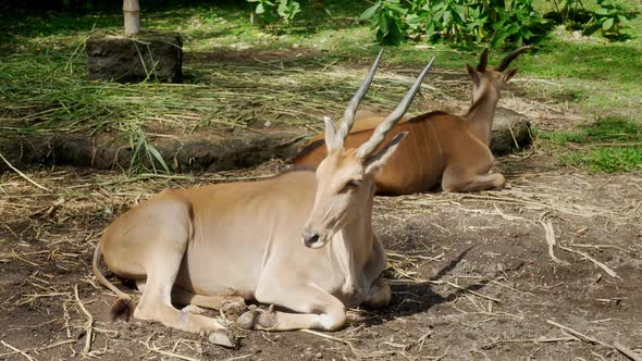 Two Cute Antelopes are Resting in Summer on the Green Grass in the Shade of Trees