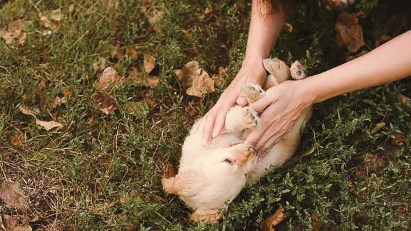 Puppy Is Teased Trying To Anger alt
