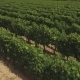 Aerial Flight Over Vineyard Rows - VideoHive Item for Sale