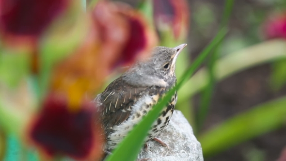 Nestling Thrush Fieldfare Sitting On a Stone alt