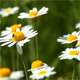 Camomile Flowers - VideoHive Item for Sale