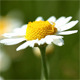 Camomile Flowers - VideoHive Item for Sale