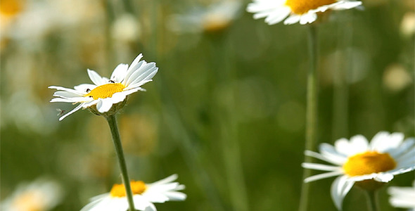 Camomile Flowers