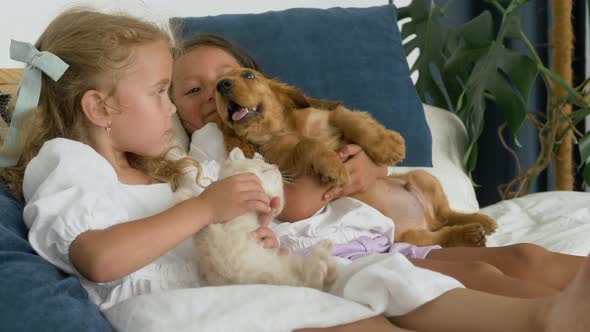 Happy children two little girls playing with cocker spaniel puppy and Scottish Fold kitty on a bed