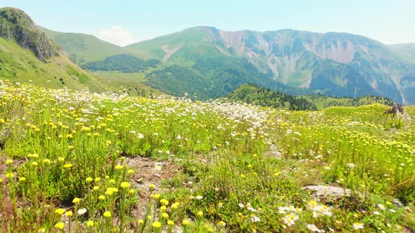 Flowers Used For Medicine In Caucasus Mountains