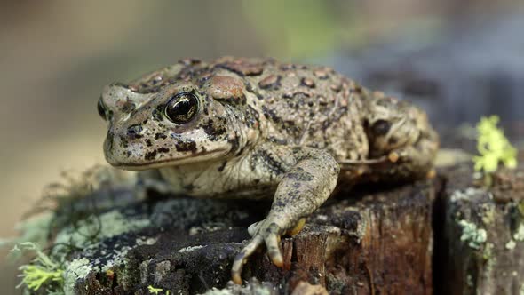 Western Toad on stump alt