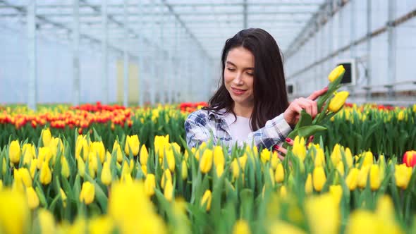 Young Woman Works with Tulips in a Greenhouse alt