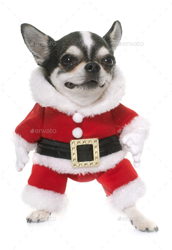 Deals chihuahua santa outfit