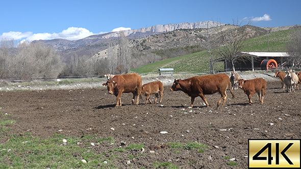Cows Pyrenean 02