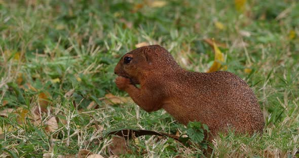 Unstriped Ground Squirrel, xerus rutilus, Adult Eating, Tsavo Parc in Kenya, Real Time 4K alt